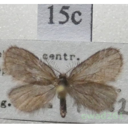 Epichnopterix plumella (Denis & Schiffermüller, 1775) Czech15c